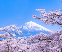 日本免税店销售员，不要日语，看樱花了。。。