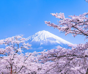 日本免税店销售员，不要日语，看樱花了。。。