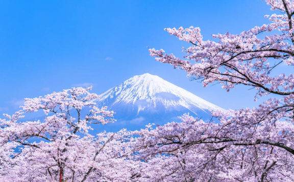 日本免税店销售员,不要日语,看樱花了。。。